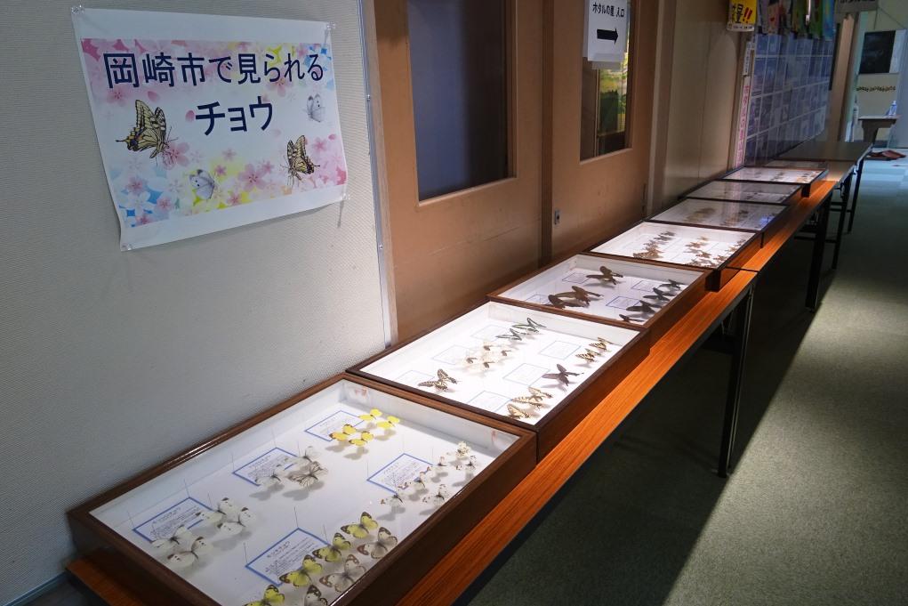 ホタル学校で岡崎市内で見られる蝶の標本を展示しています！（令和2年12月まで）