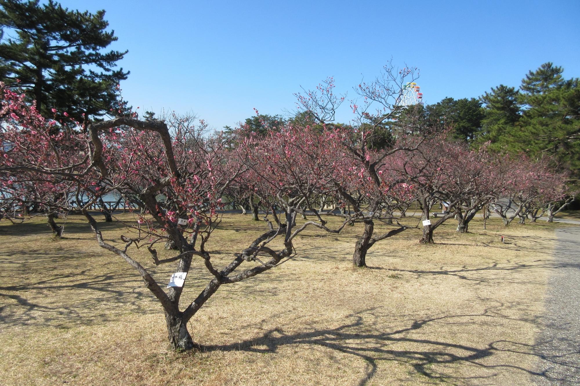 3月17日現在の葵梅林の様子を掲載しました！