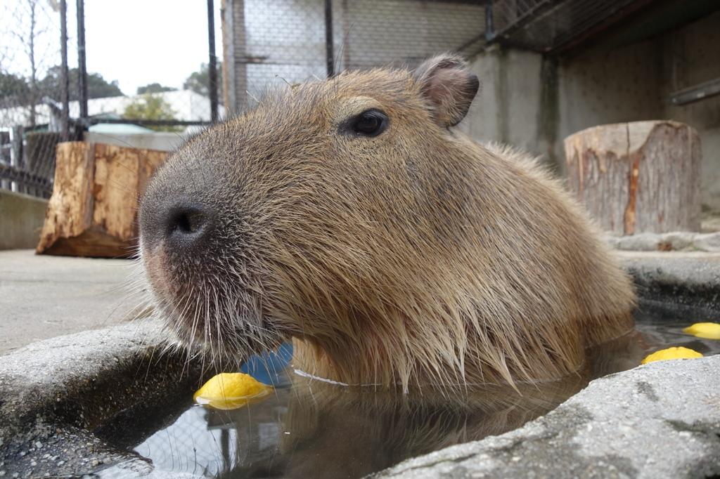 「どうぶつとなかよくなろう！カピバラ編」を開催します！