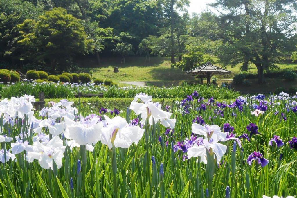 8月11日（火）から、東公園で花菖蒲を無料配布いたします。