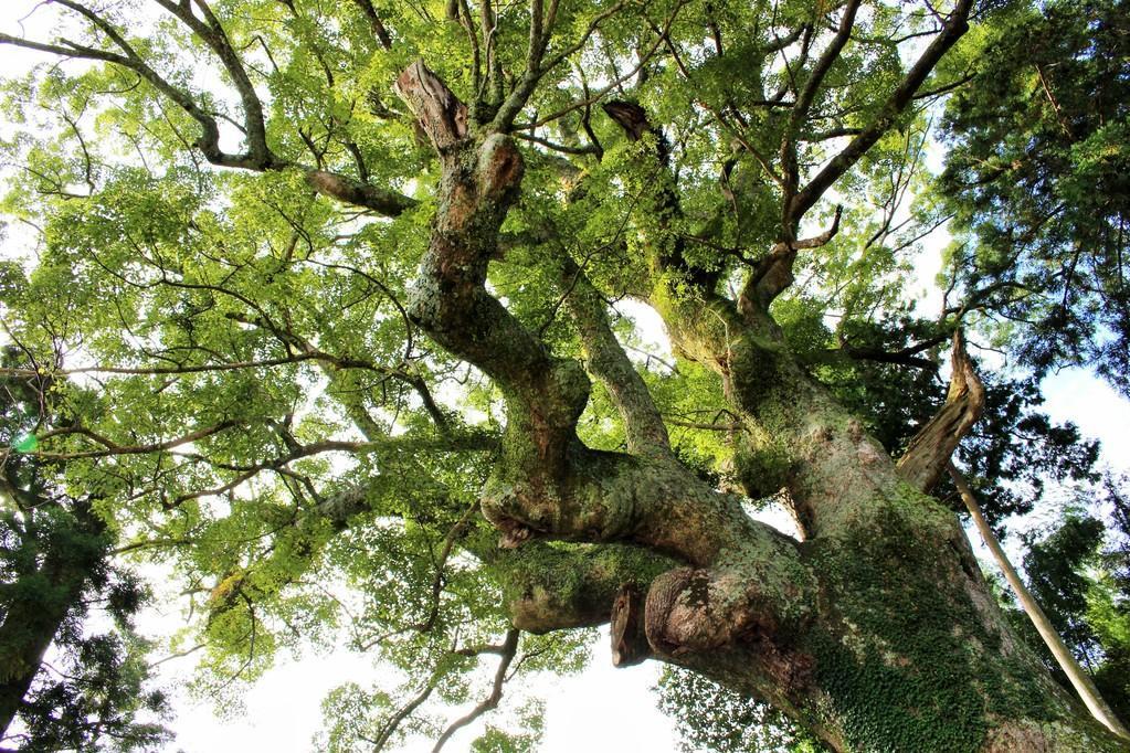 かき氷街道周辺のおすすめのスポット「寺野の大楠」＆「夏山の根上り杉」を紹介します！