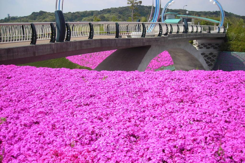 岡崎中央総合公園の花の見ごろ情報！
