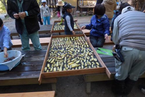 「さつま芋づくり体験／干し芋づくり」を開催します！