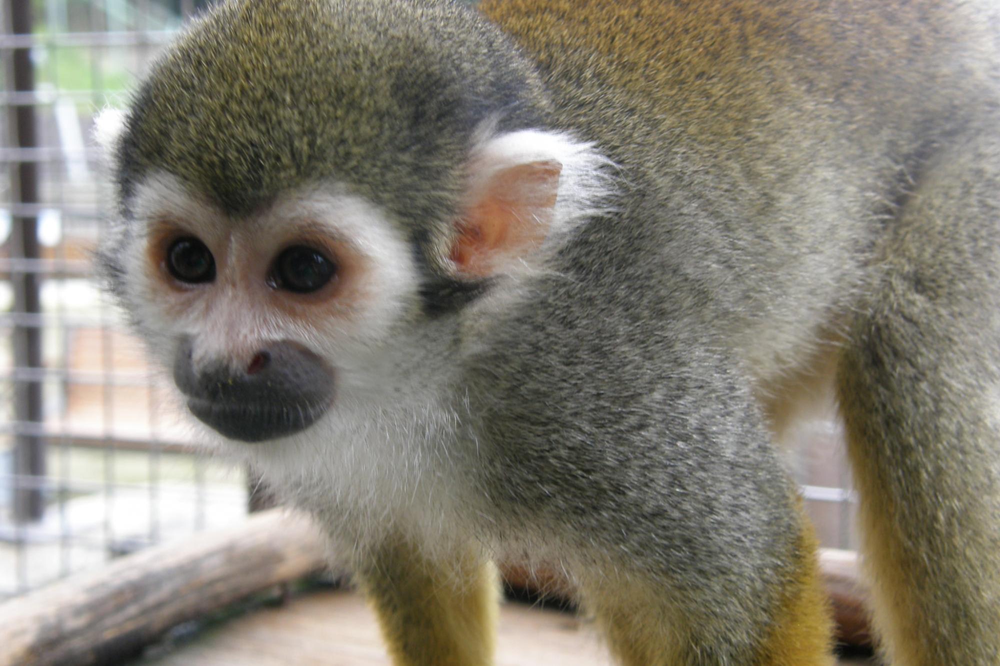 どうぶつとなかよくなろう！リスザル編の参加受付が始まります。【東公園動物園】