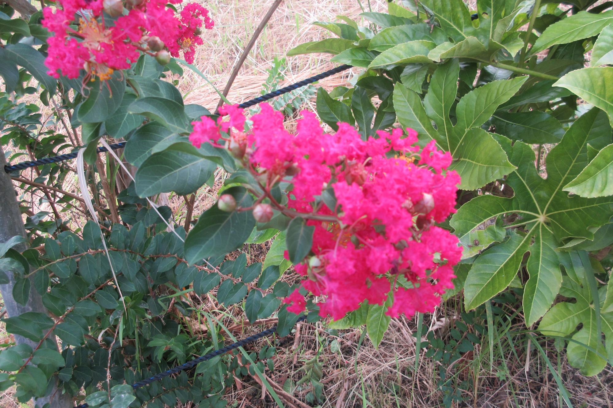 サルスベリの花が咲きました！