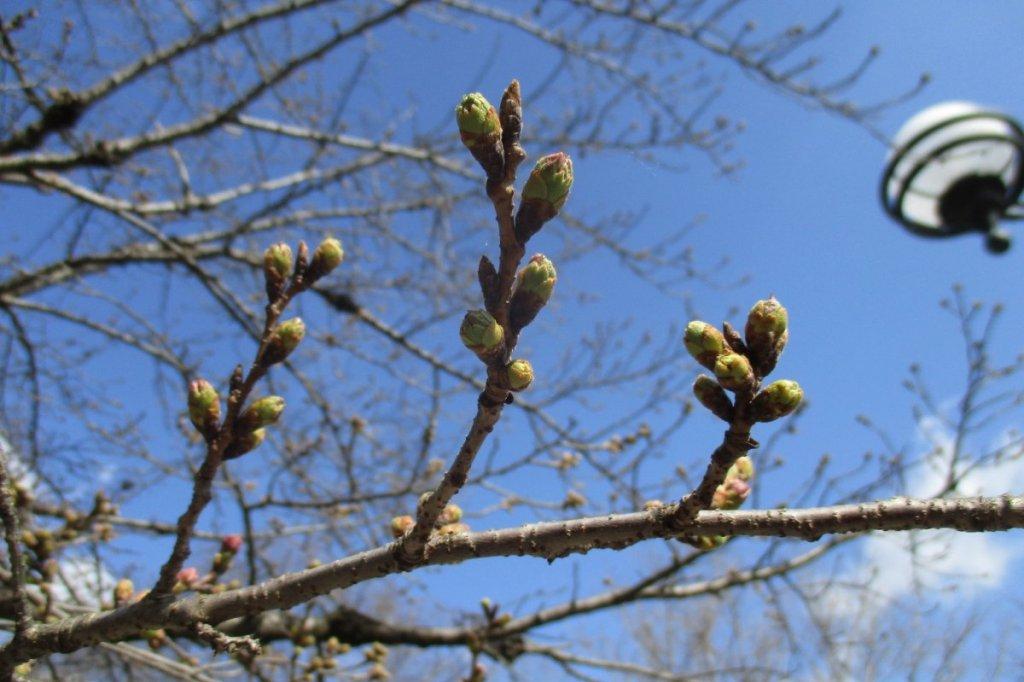 3月24日の桜の開花状況を公開しました。