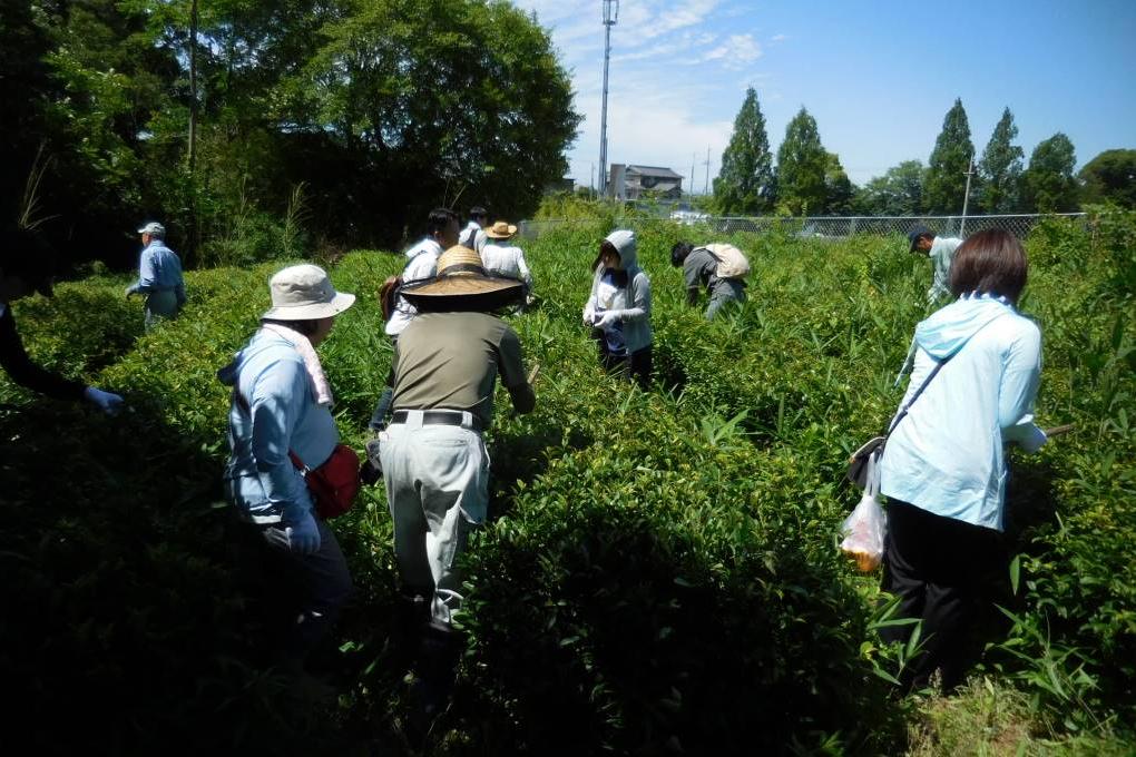 「お茶畑整備／ボランティア活動」を実施します！