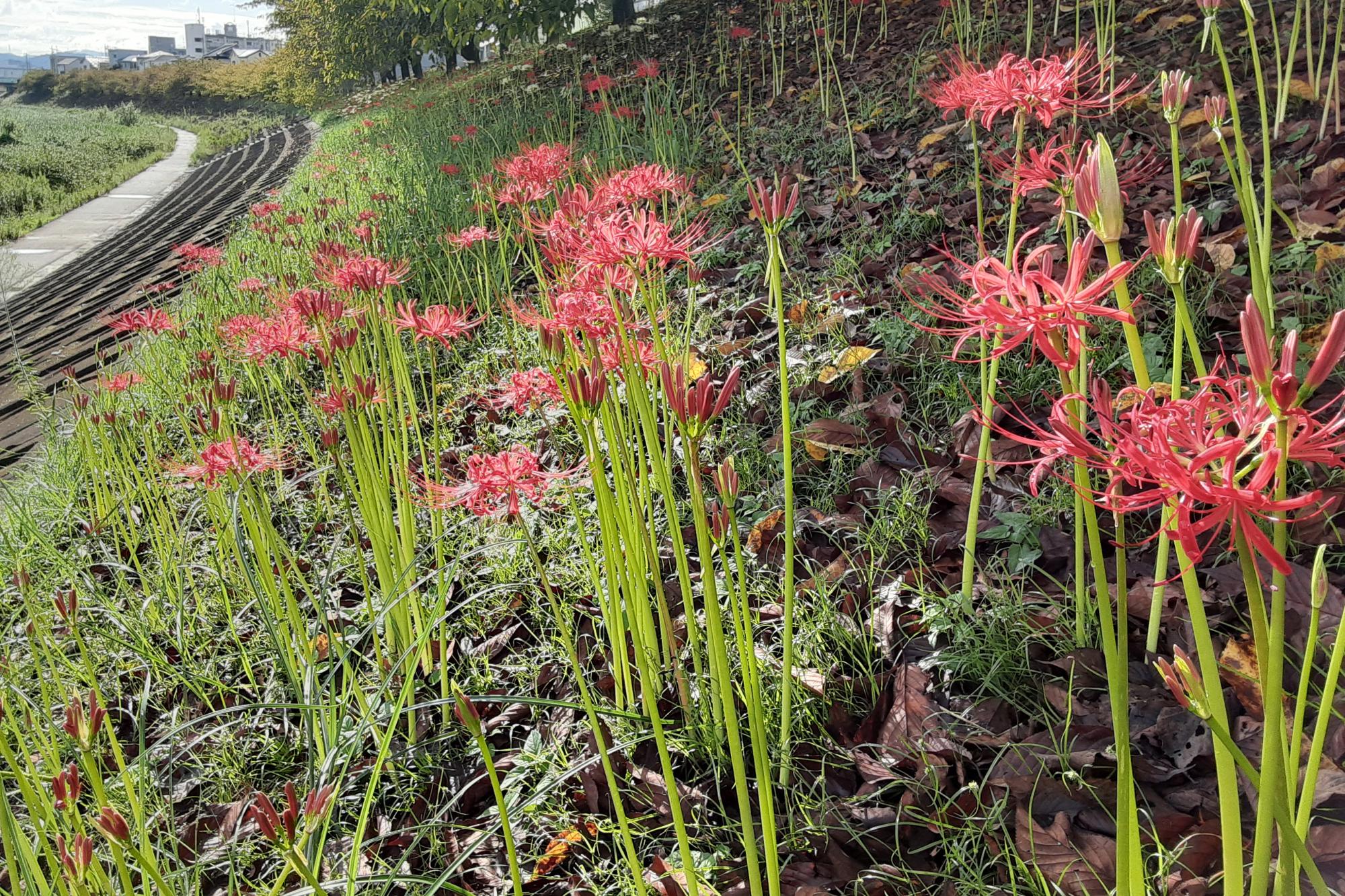 9月26日（土）乙川の彼岸花の開花状況を更新しました！