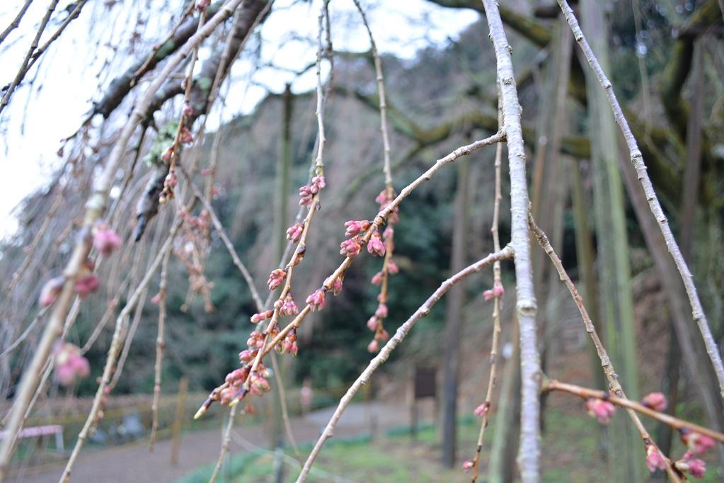 3月27日の奥山田しだれ桜の状況を掲載しました！