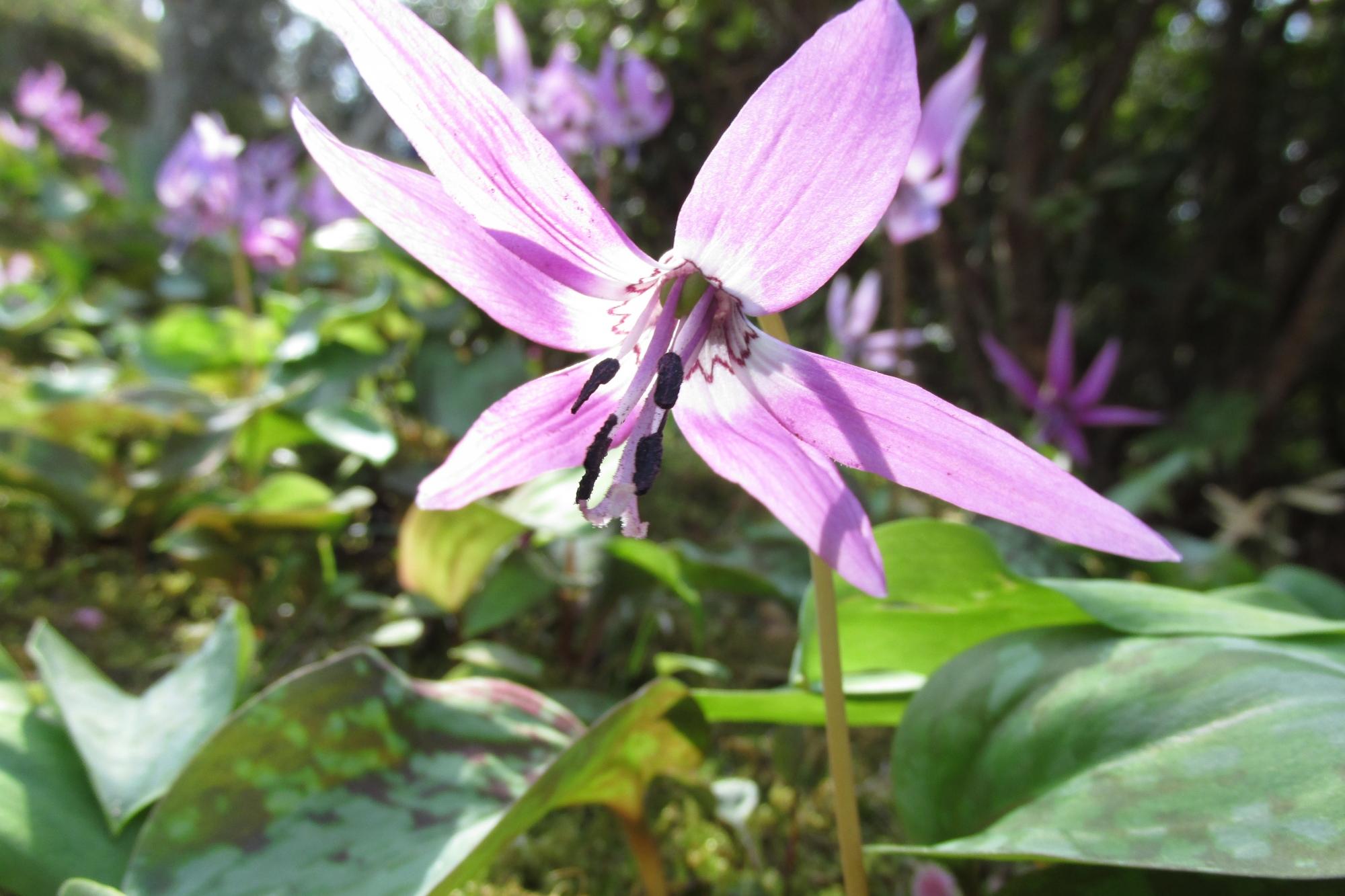 4月6日　花ぞの苑レポート