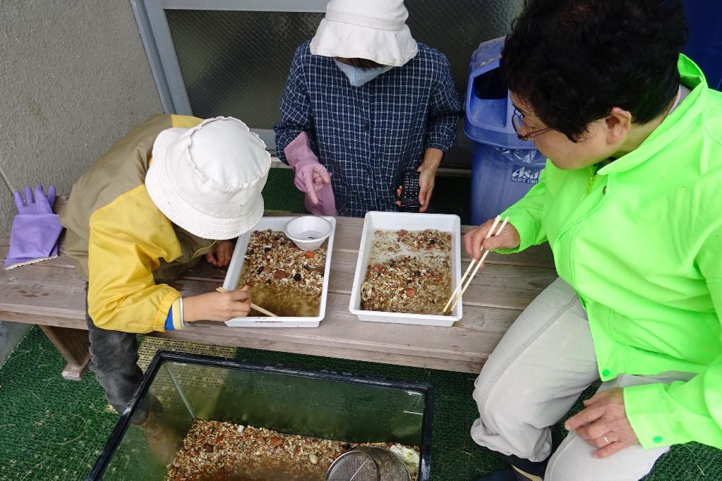 ホタル保護レンジャー（ホタルの幼虫の生育状況観察、水槽の清掃）を行いました！