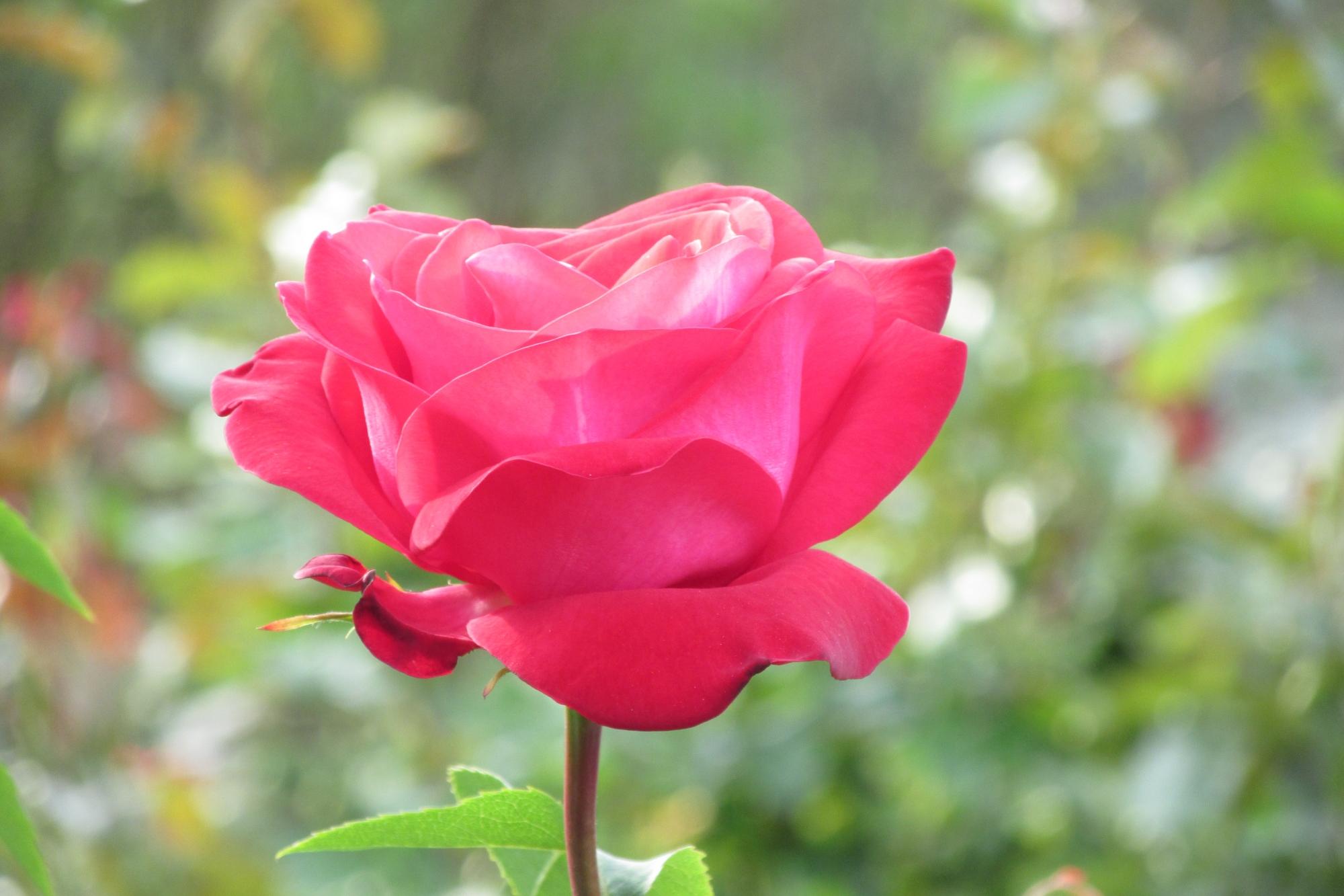 バラ情報（奥殿陣屋メインのお花の情報です）