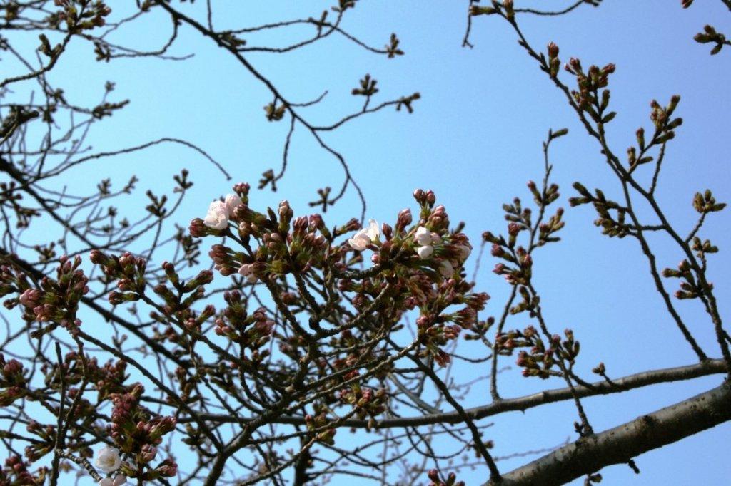 岡崎公園内の桜が開花しました！