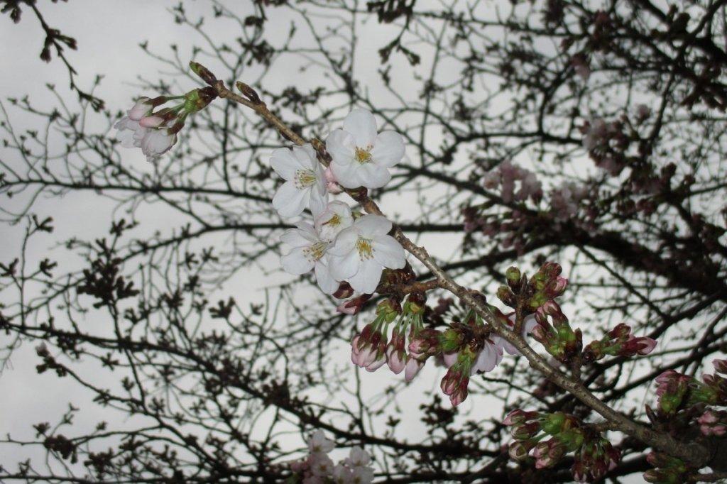 2017年３月31日の桜の開花状況を公開しました。