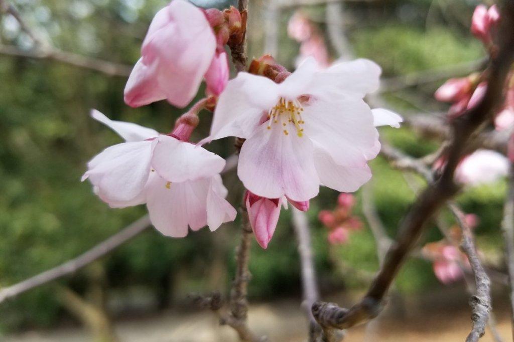 3月30日の花の見ごろ情報を更新しました！