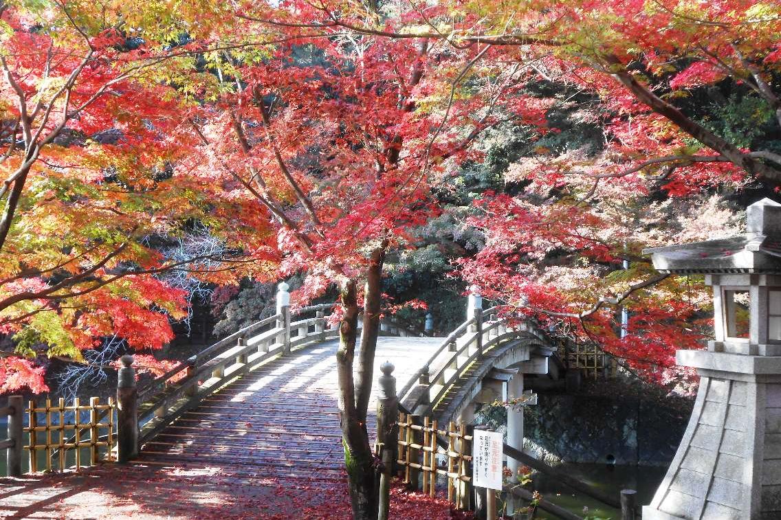 11月19日（木）の東公園紅葉情報を更新しました。