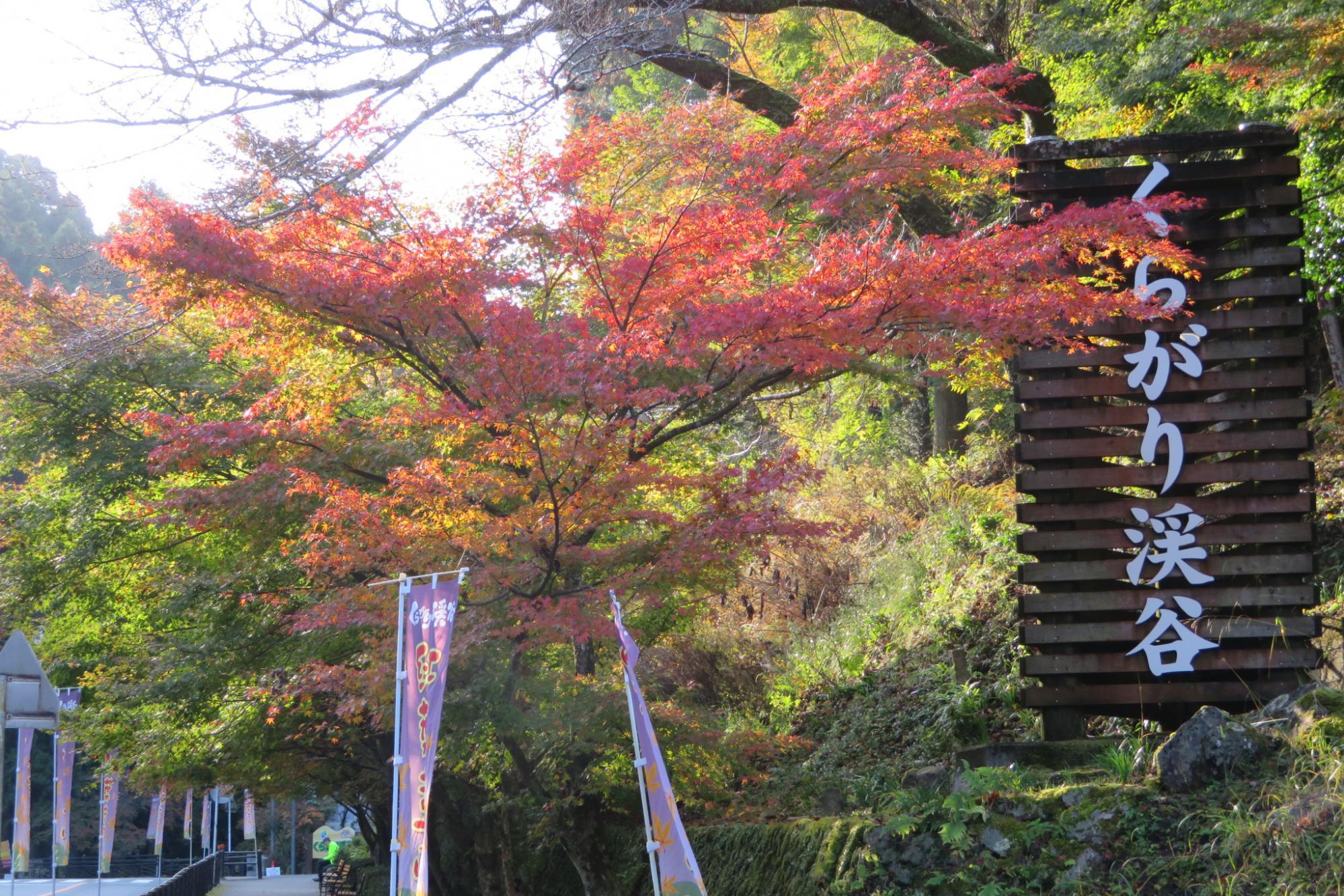 2020年のくらがり渓谷紅葉情報はこちら！