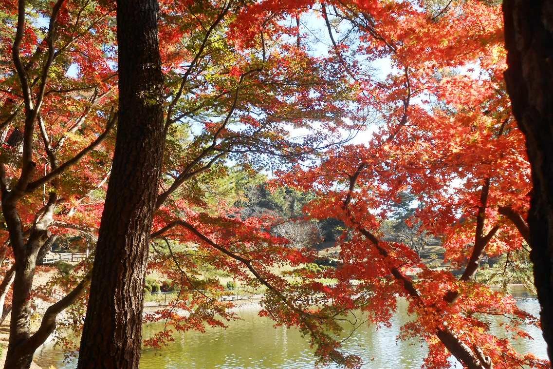 11月23日（月・祝）の東公園紅葉情報を更新しました。