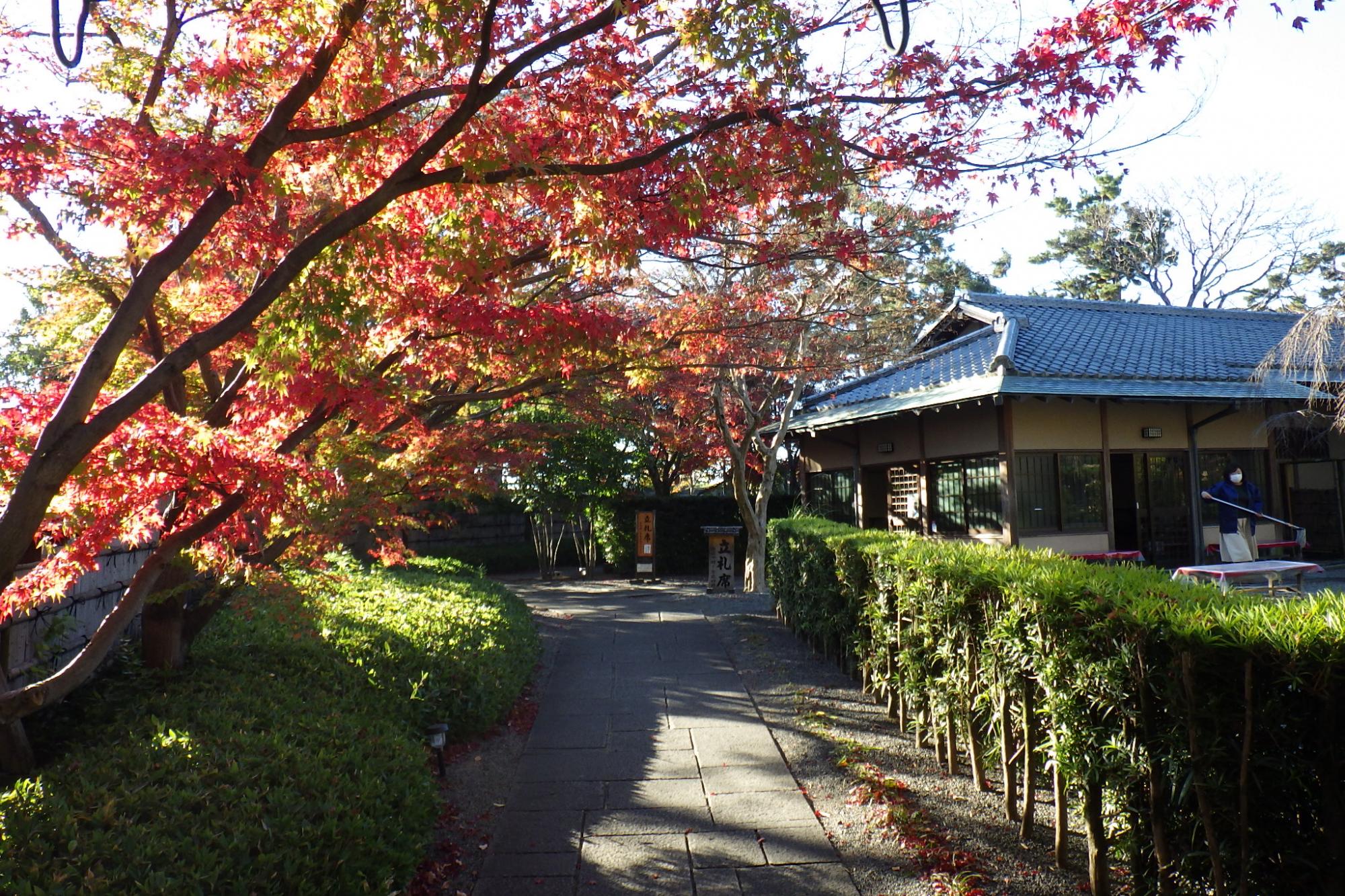 2020年11月24日（火）の紅葉情報を公開しました！