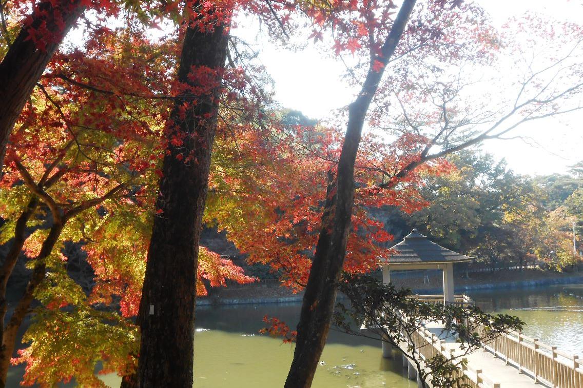 11月27日（金）の東公園紅葉情報を更新しました。