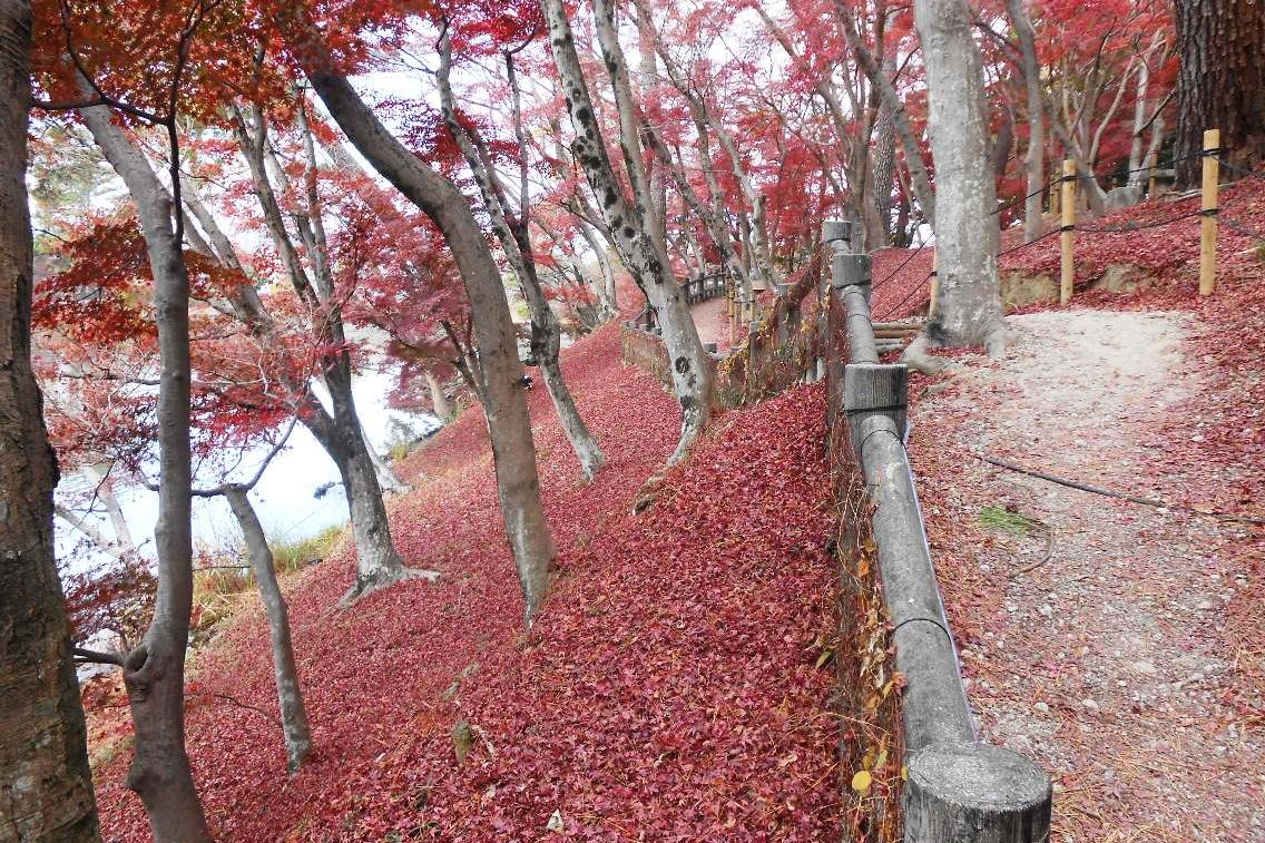 12月2日（水）の東公園紅葉情報を更新しました。