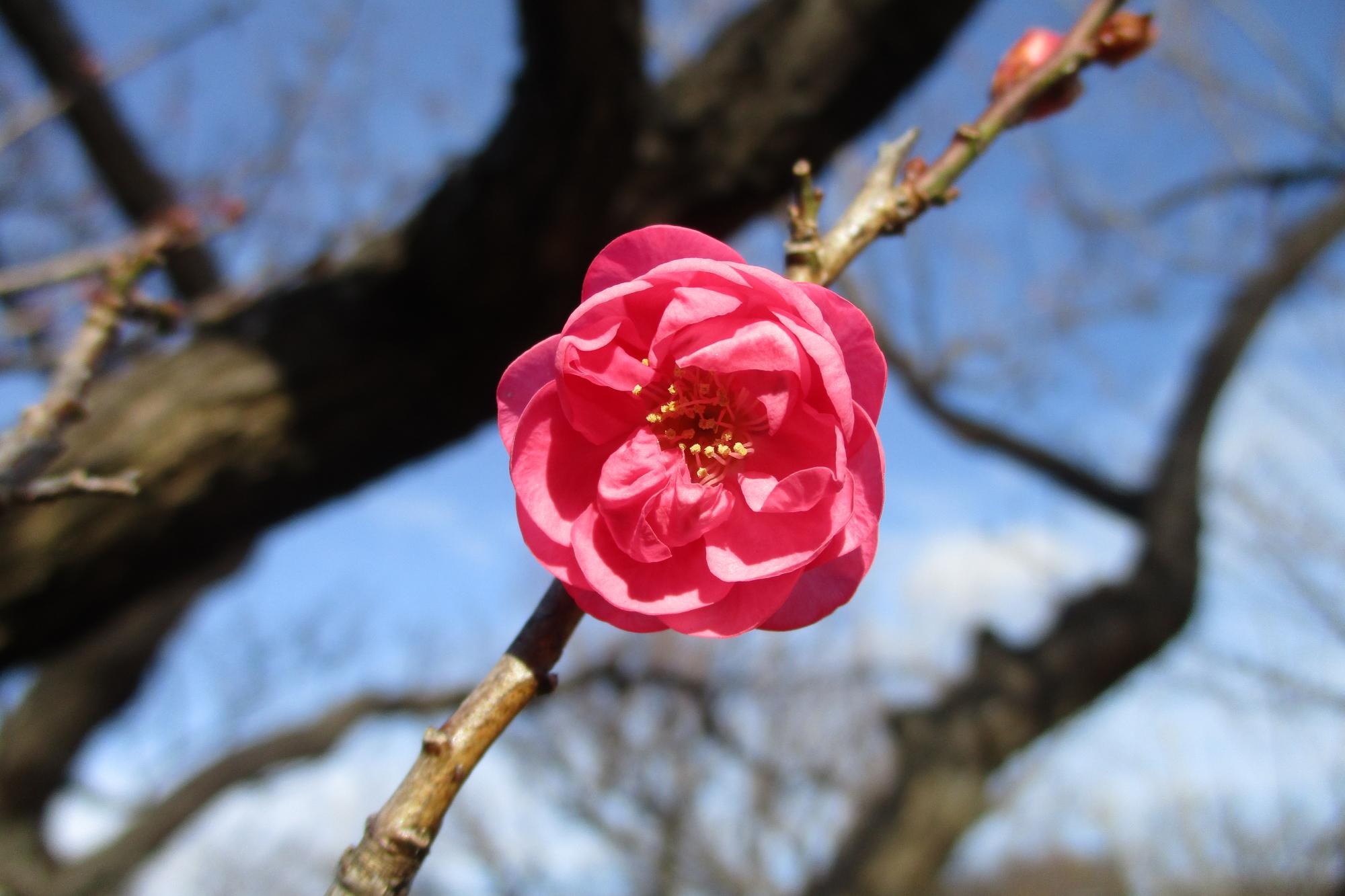 2020年12月19日現在の葵梅林の開花状況です！