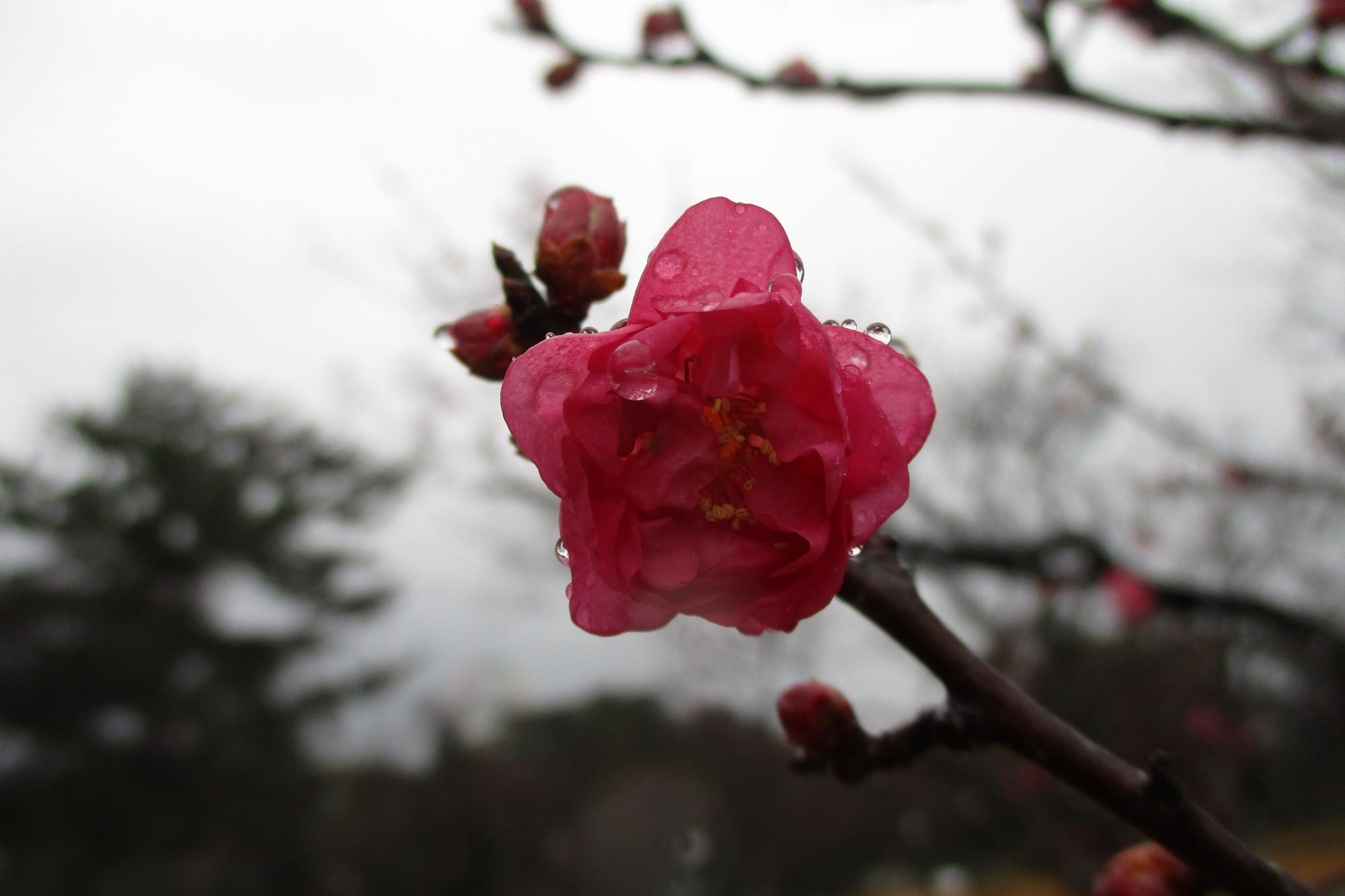 2020年12月25日現在の葵梅林の開花状況です！