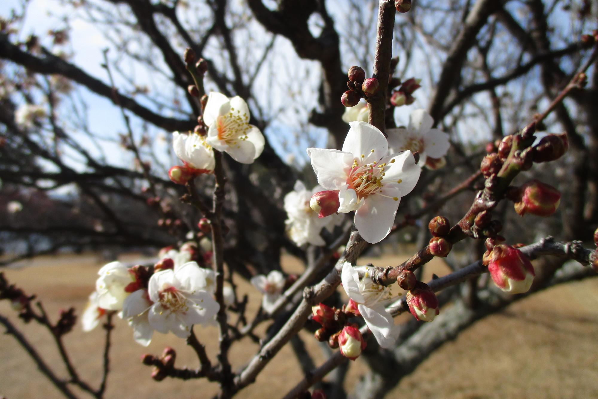 2021年1月4日現在の葵梅林の開花状況です！