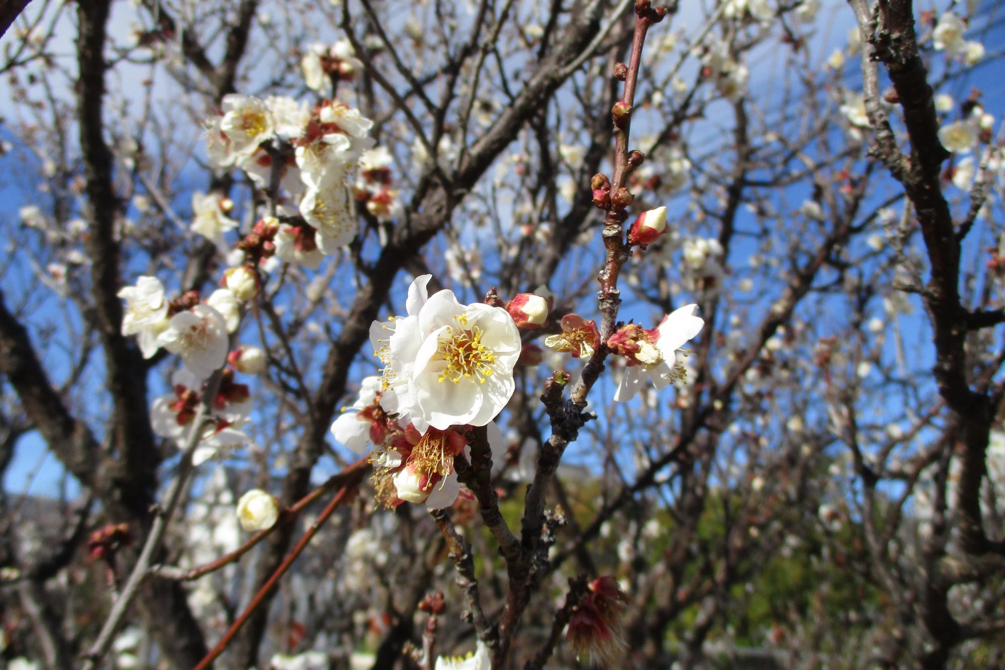 2021年1月8日現在の葵梅林の開花状況です！