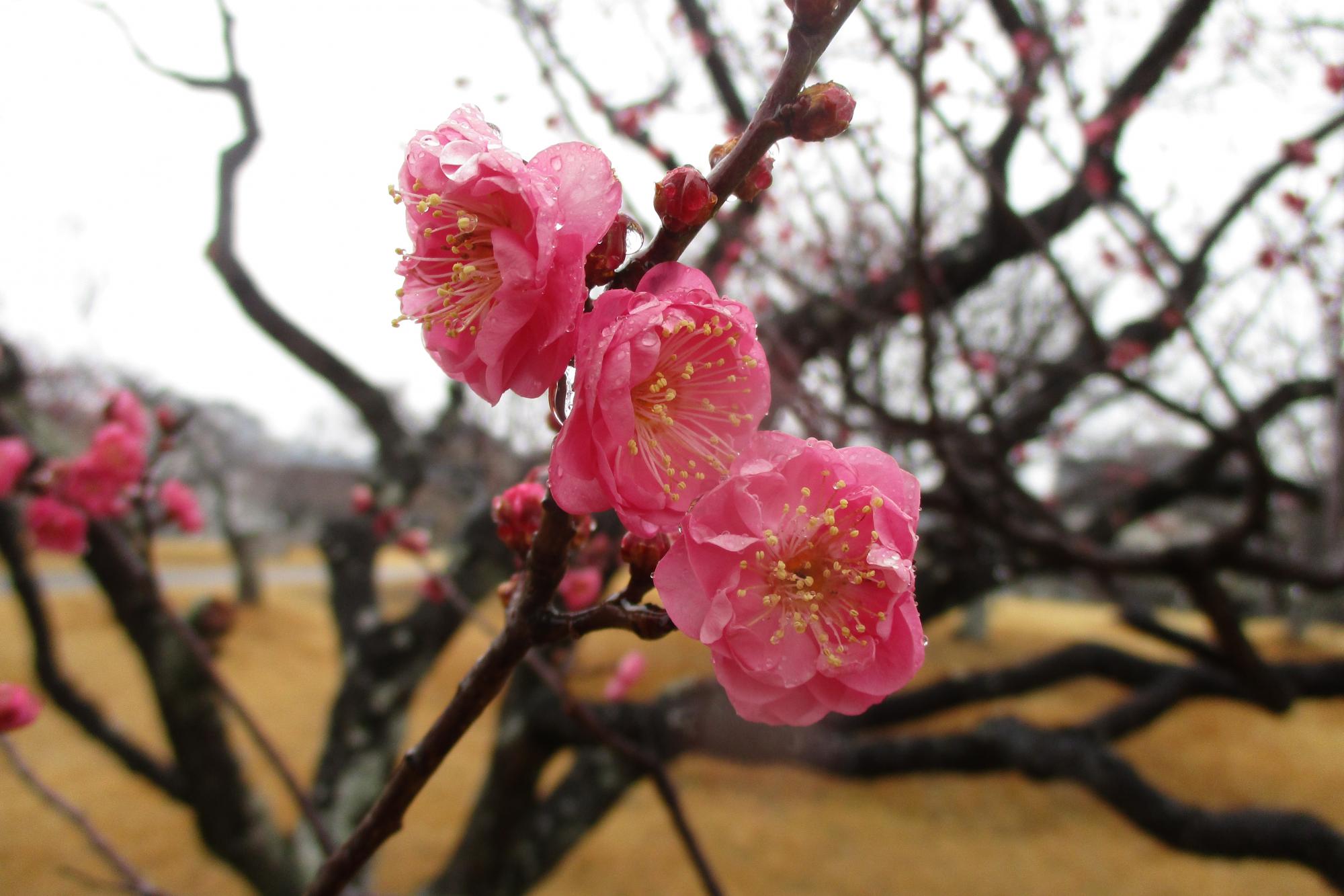 2021年1月23日現在の葵梅林の開花状況です！