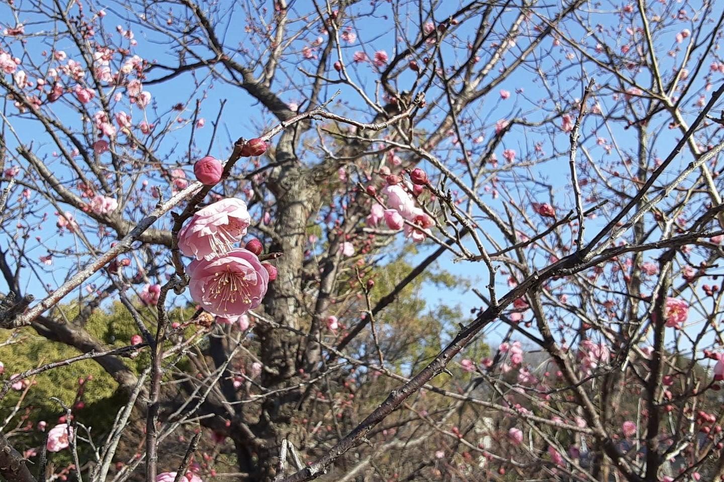 2021年岡崎天満宮の梅の開花情報はこちら！
