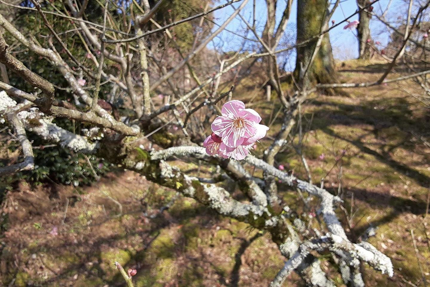 2021年岩津天満宮の梅の開花情報はこちら！