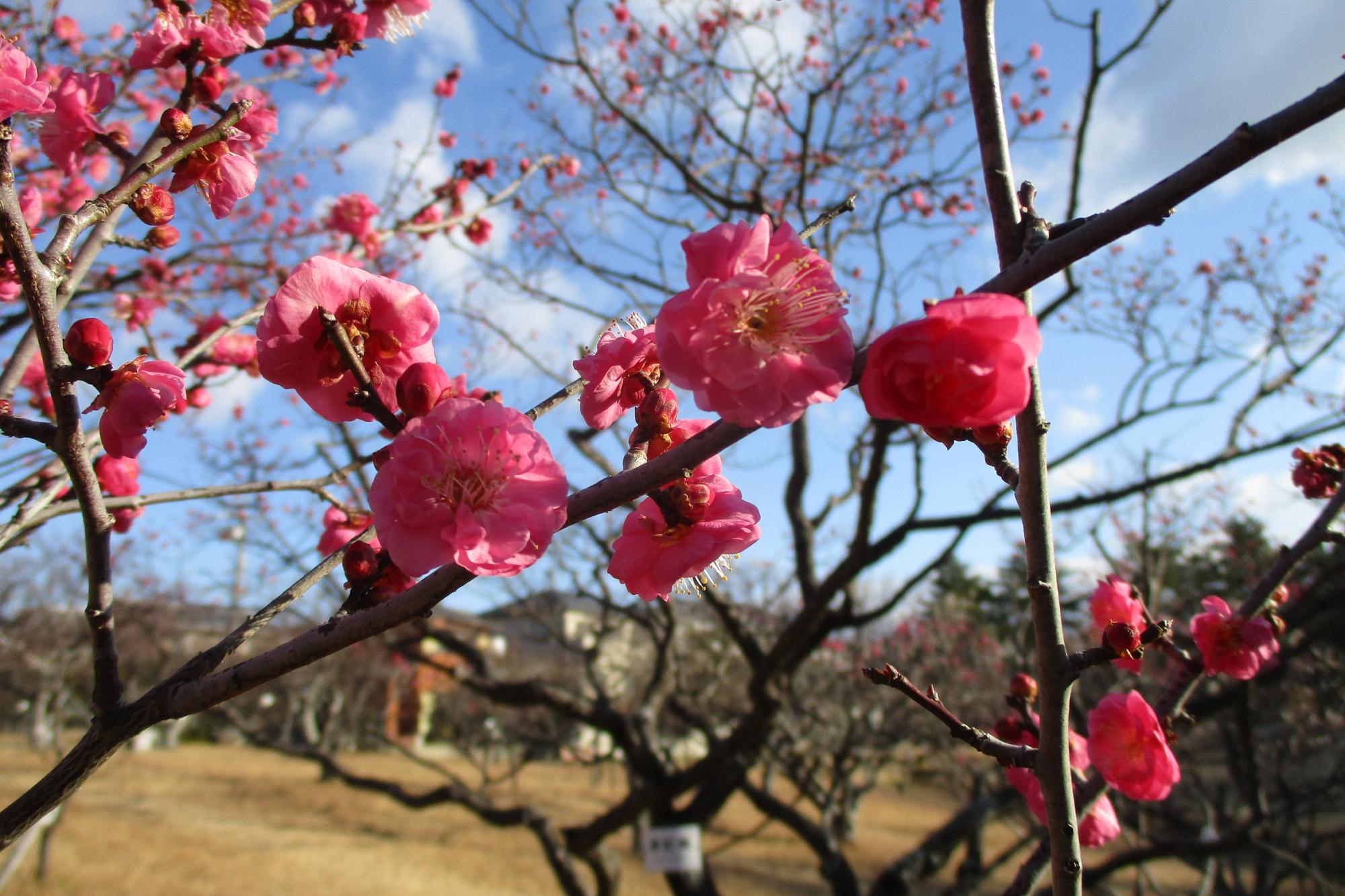 2021年1月29日現在の葵梅林の開花状況です！