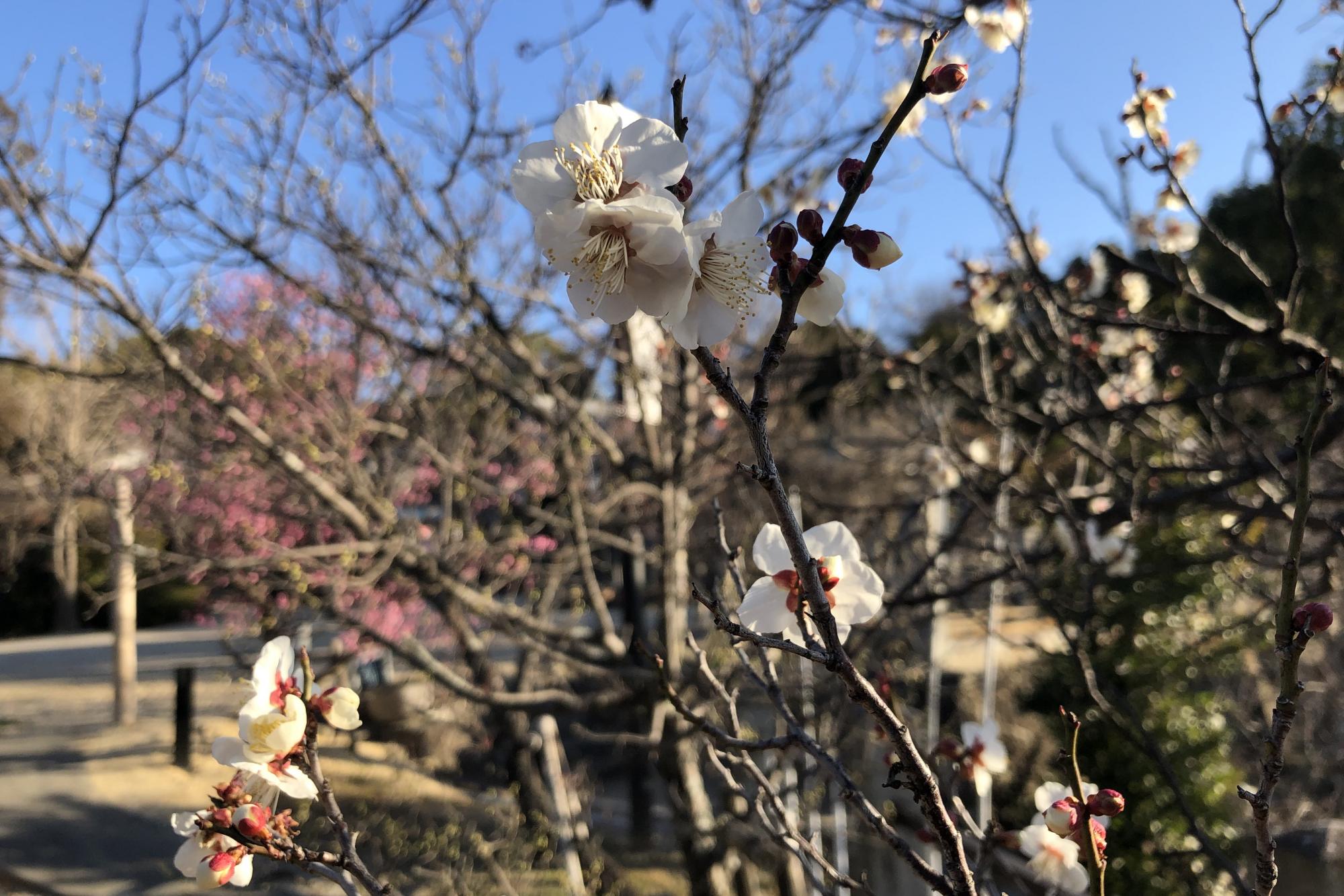 2月9日（火）岡崎天満宮の梅の開花状況をお知らせします！