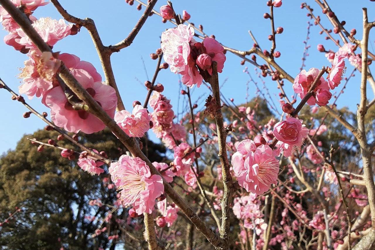 2月10日（水）岩津天満宮の梅の開花状況をお知らせします！