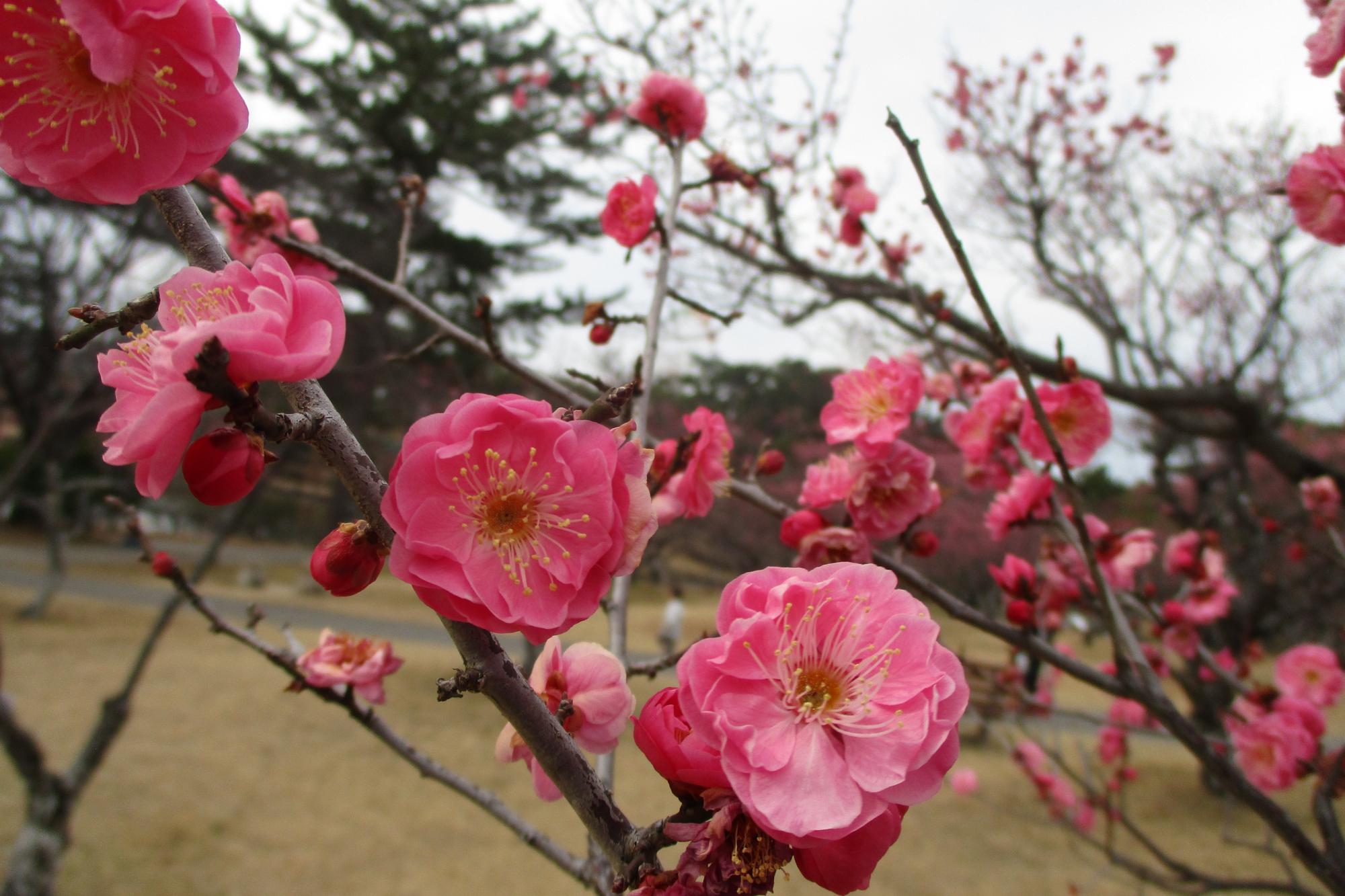 2021年2月12日現在の葵梅林の開花状況です！
