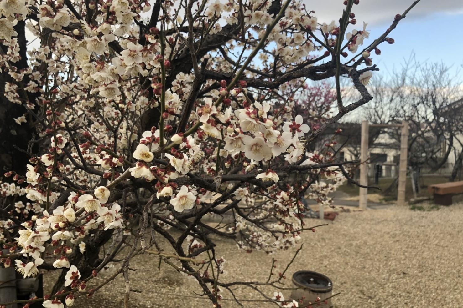2月16日（火）岡崎天満宮の梅の開花情報をお知らせします！