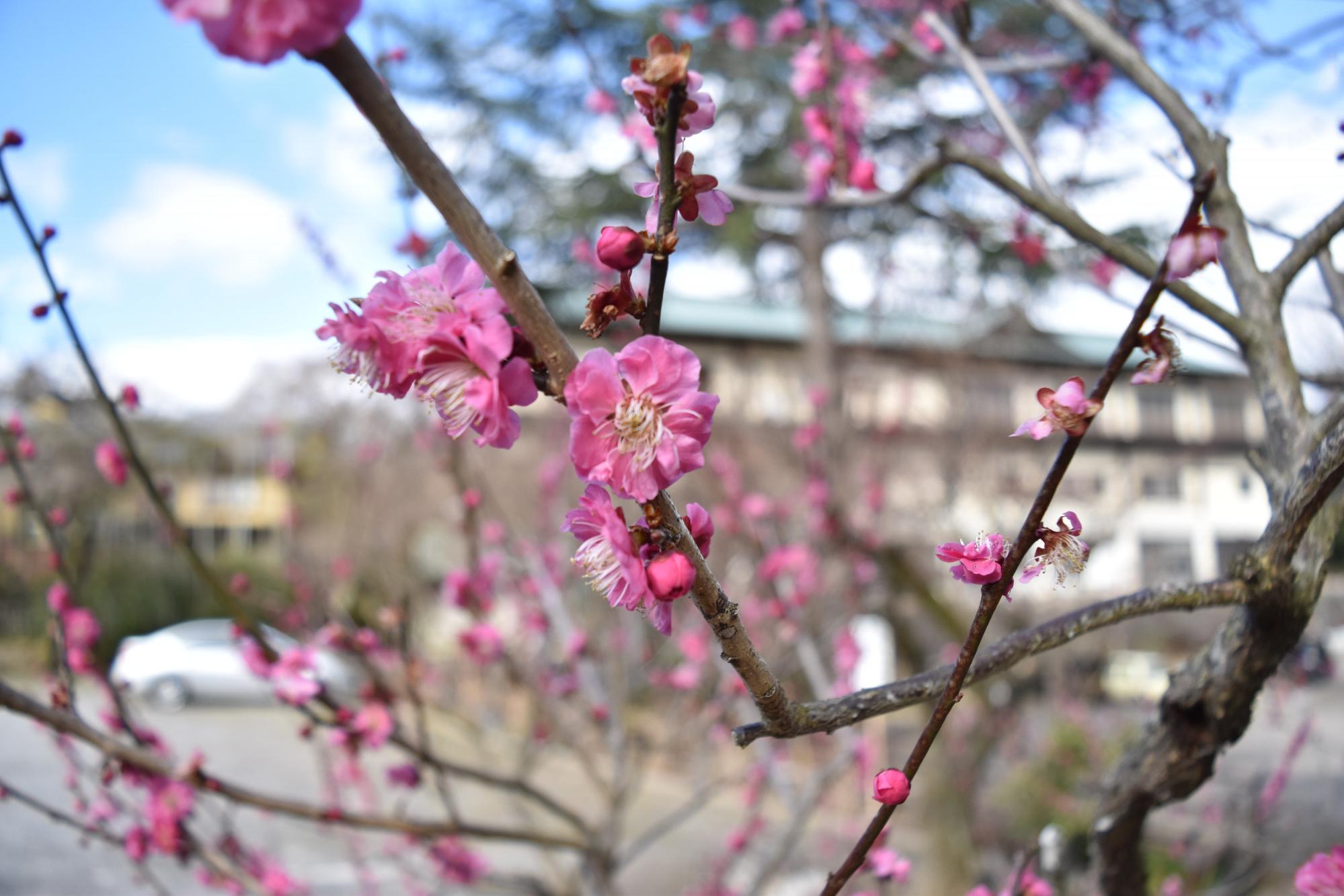 2月17日（水）岩津天満宮の梅の開花状況をお知らせします！