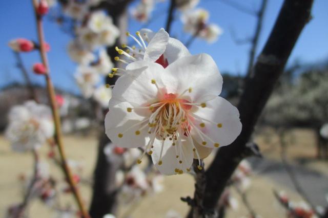2021年2月19日現在の葵梅林の開花状況です！