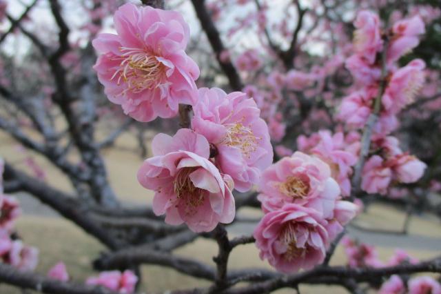 2021年2月23日現在の葵梅林の開花状況です！
