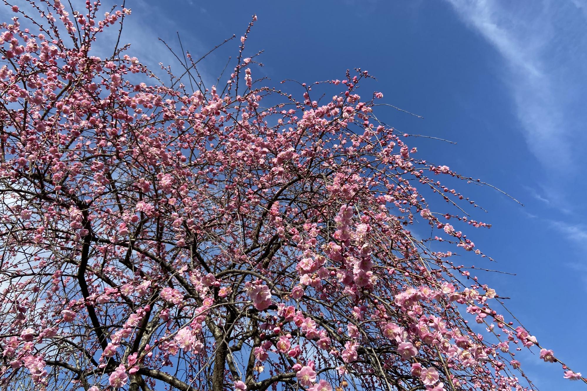 2021年「梅の花」開花状況