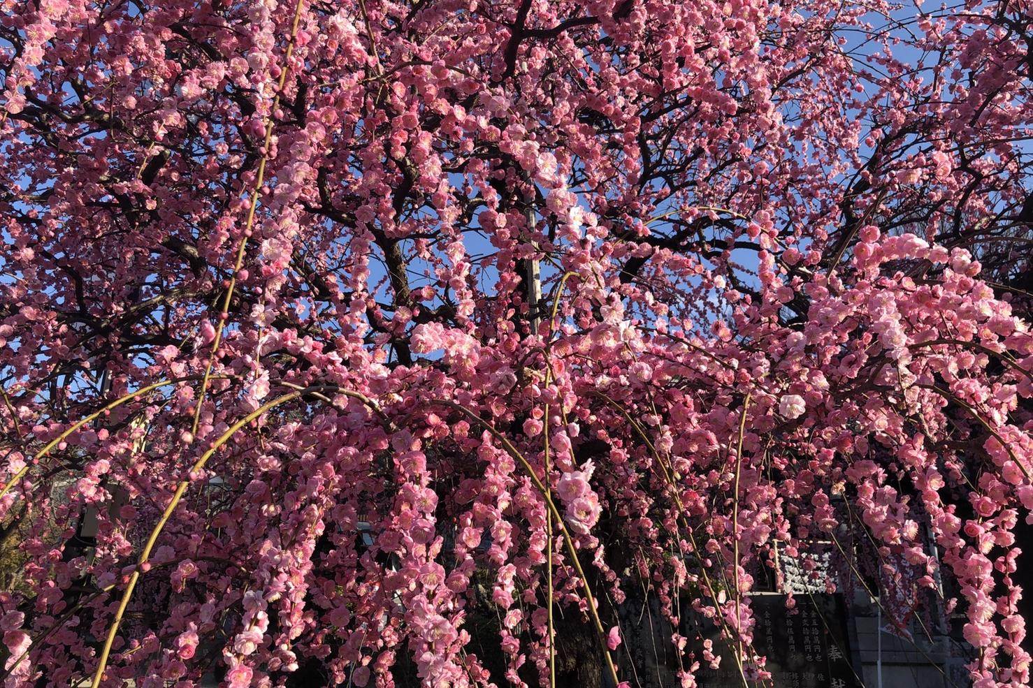 2月24日（水）岡崎天満宮の開花状況をお知らせします！