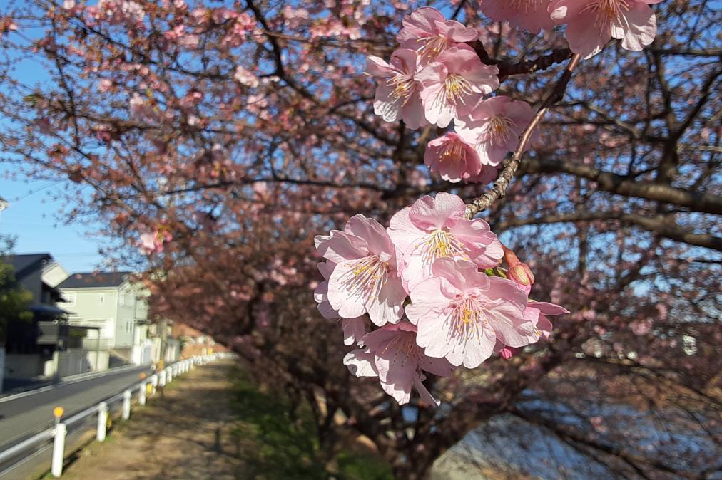 2月24日（水）葵桜の開花状況を更新しました！