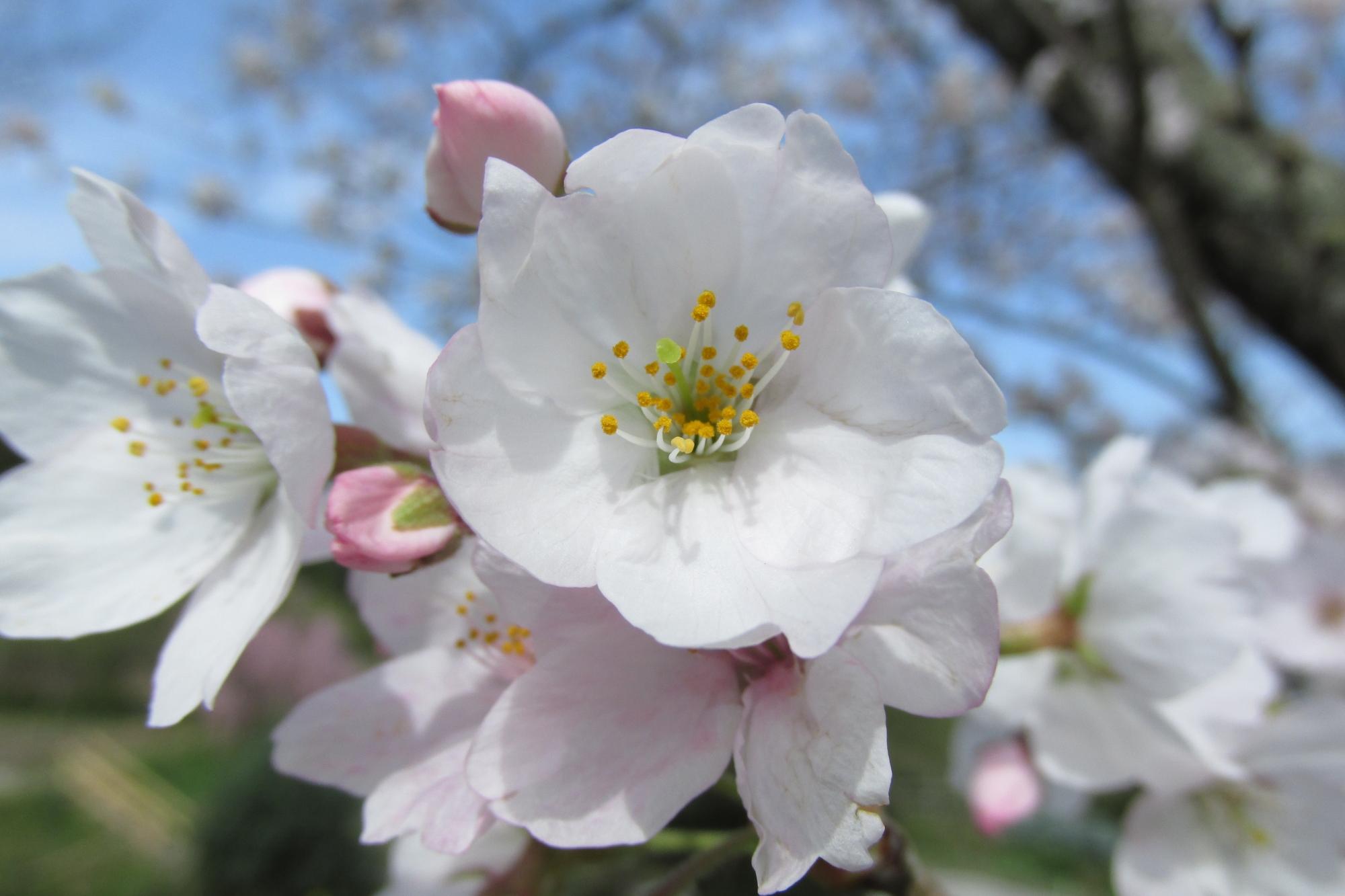 桜が咲き始めました！