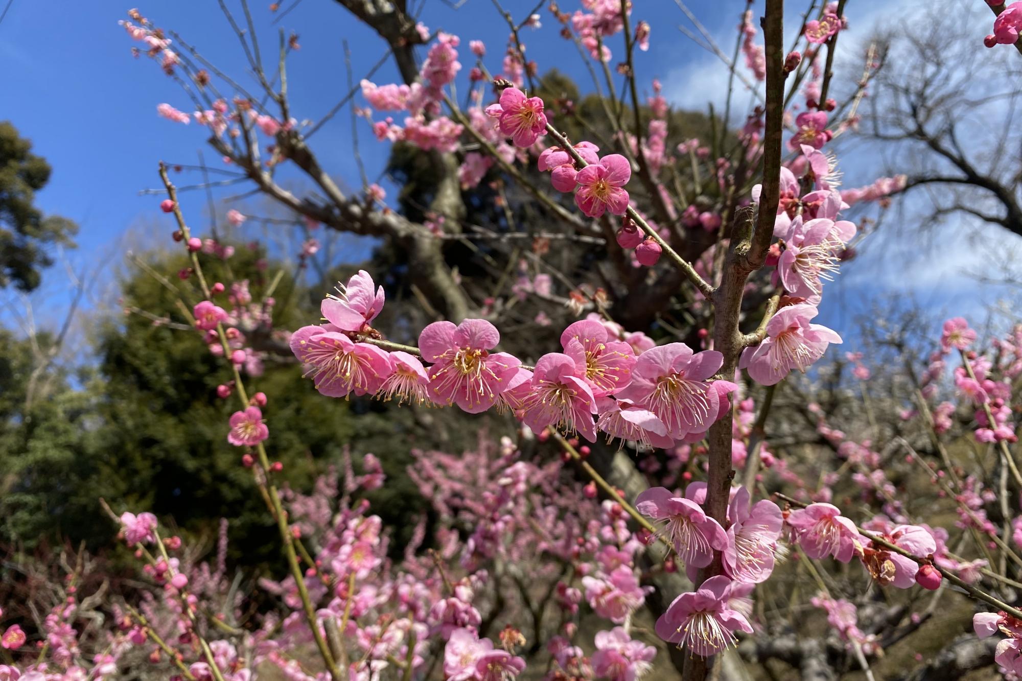 2月25日（木）岩津天満宮の梅の開花状況をお知らせします！