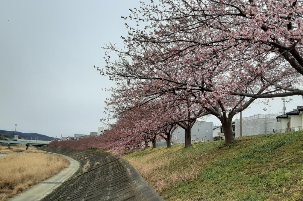 2月26日（金）葵桜の開花状況を更新しました！