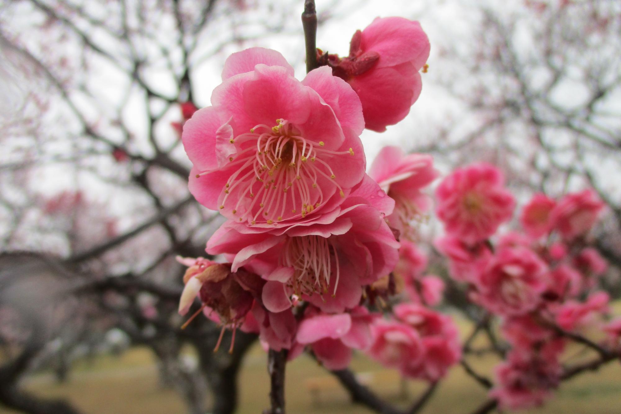 2021年2月26日現在の葵梅林の開花状況です！