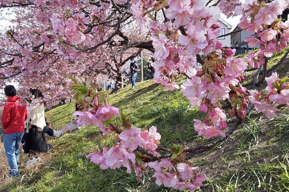 2月28日（日）葵桜の開花状況を更新しました！