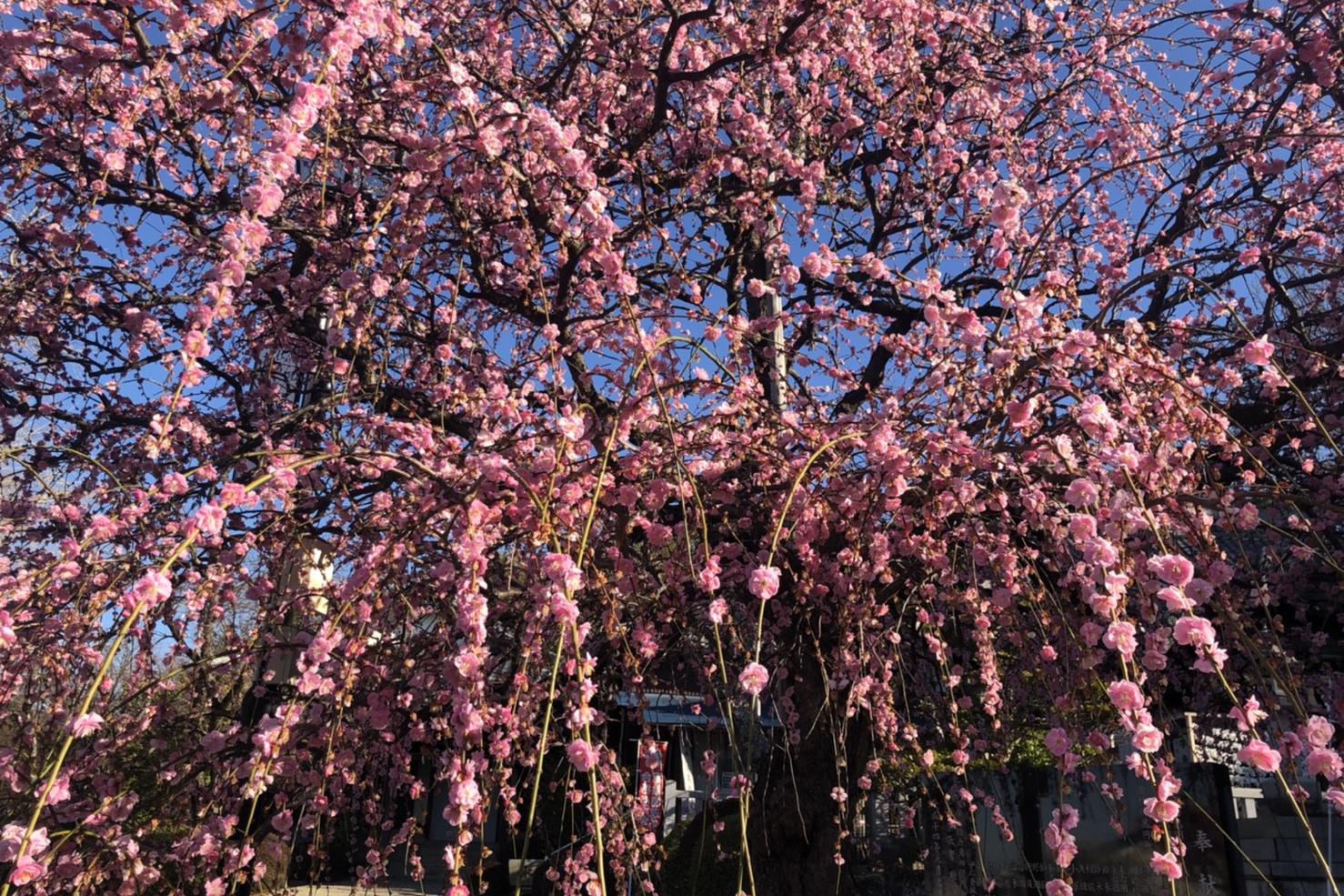 3月3日（水）岡崎天満宮の梅の開花状況をお知らせします！