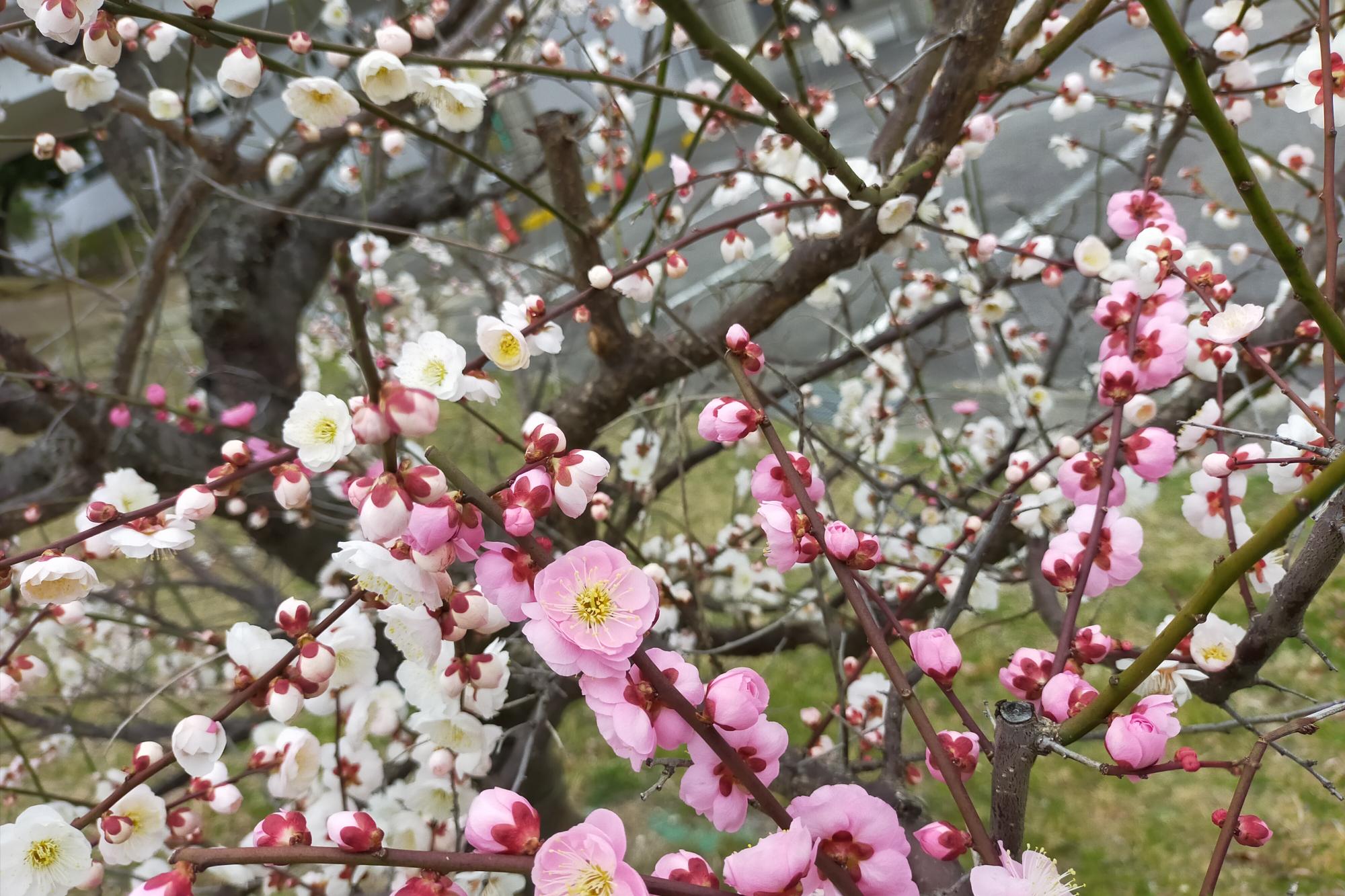 2021年3月5日（金）梅「おもいのまま」が満開です！